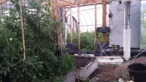 A photo inside a climate battery powered greenhouse.