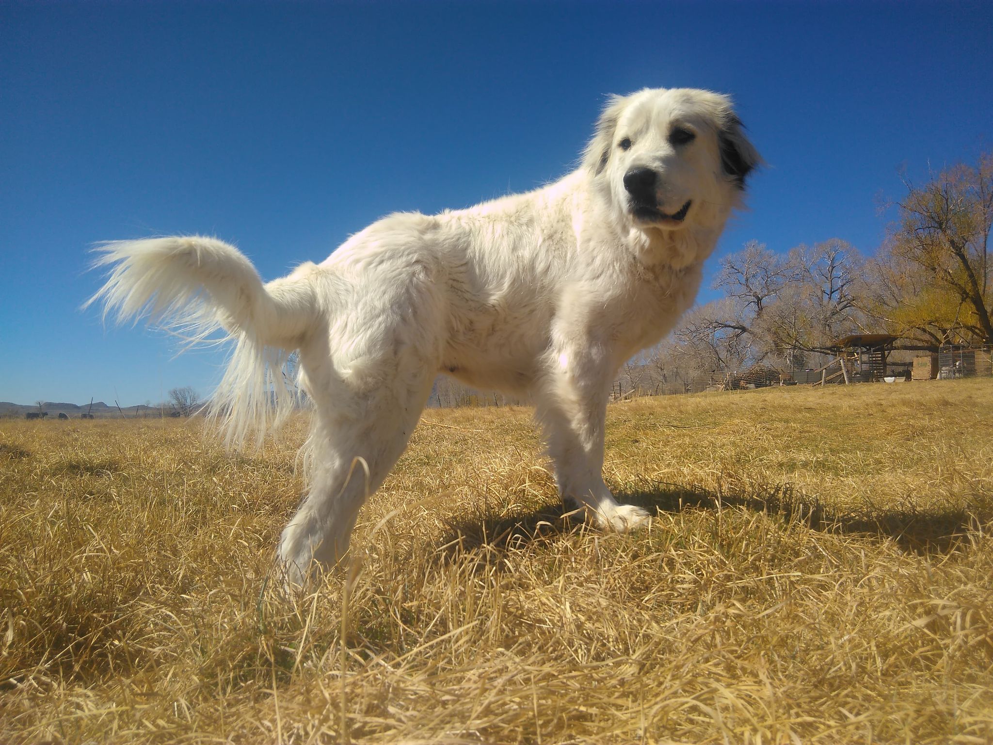 Colordo Mountain Dog - Willow