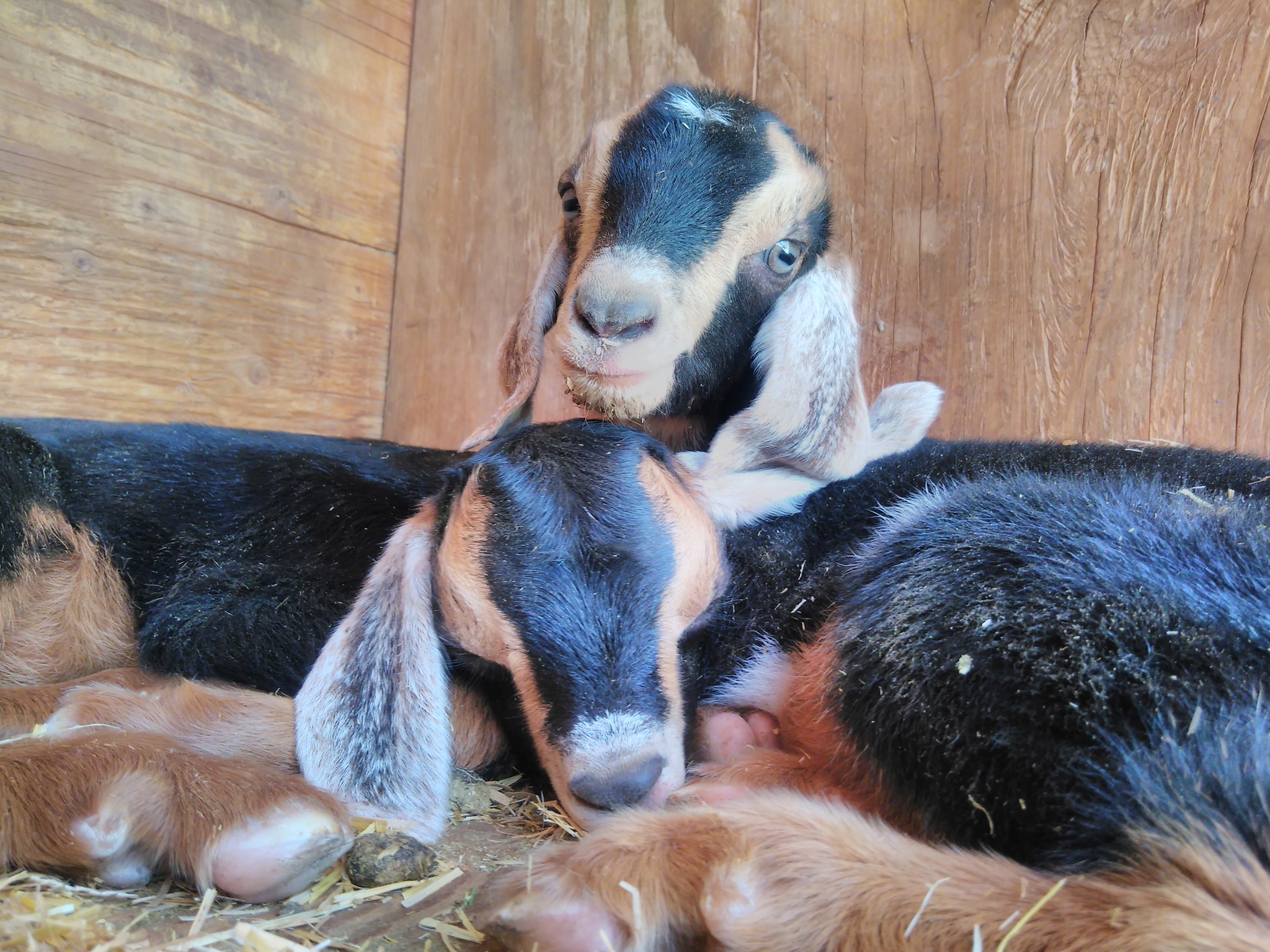Baby Tess and Taylor Swift