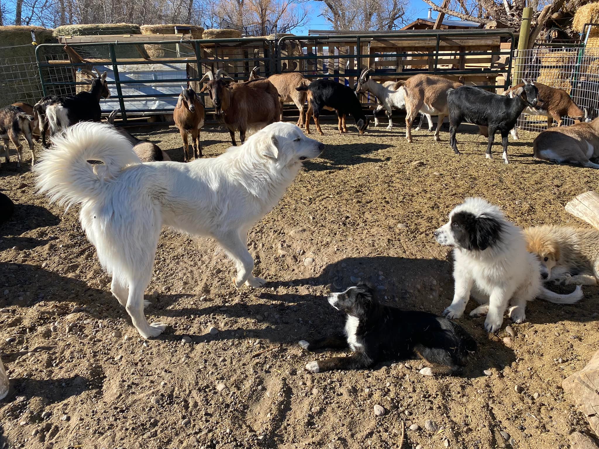 '22 Winter pups with Gandalf