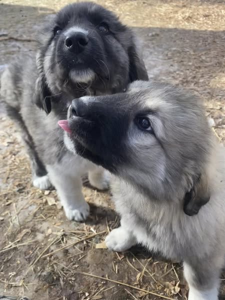 MMC Tulsi and MMC Keira of MBK