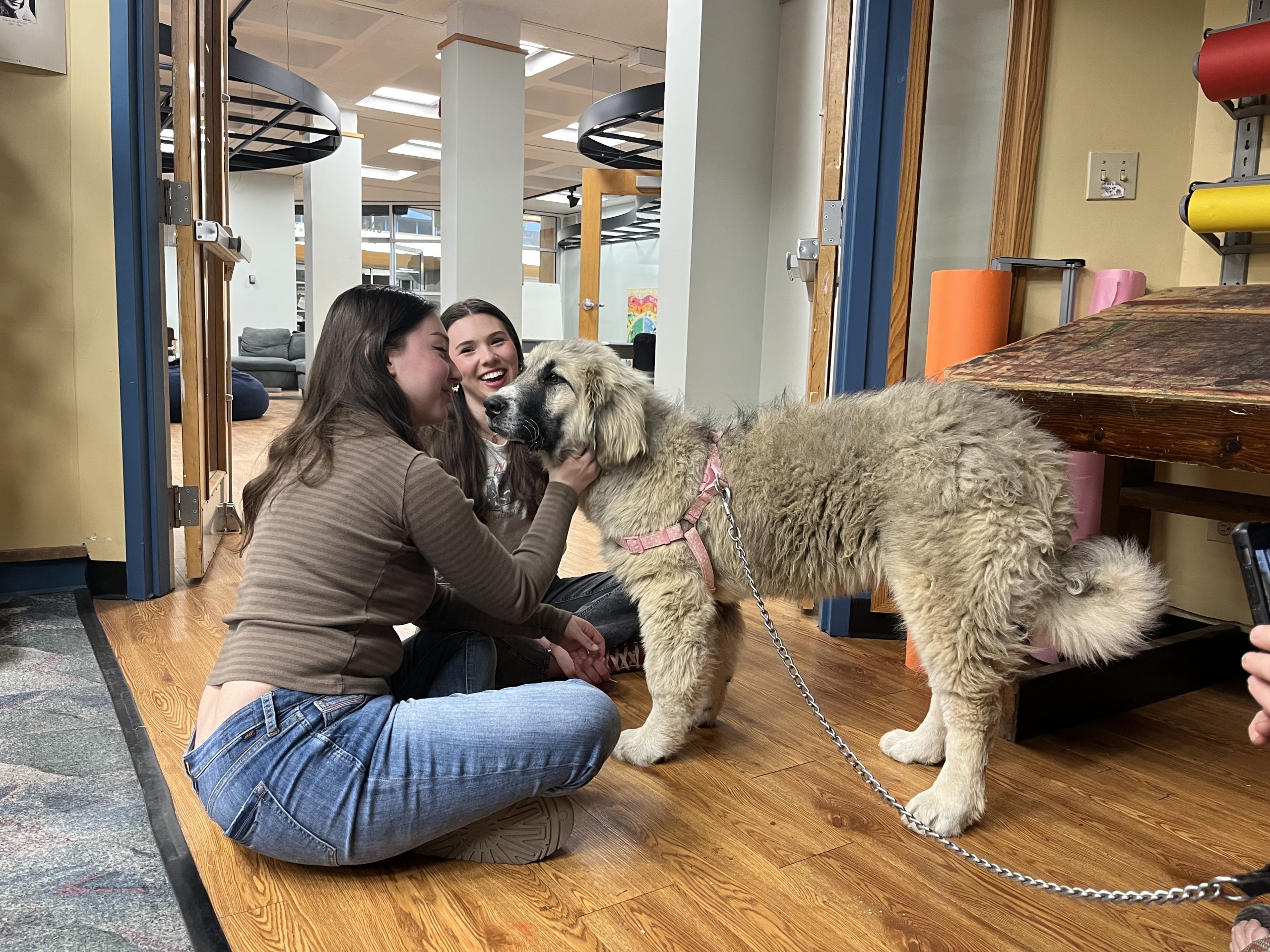 MMC Baron at Paws & Relax at Adams State University