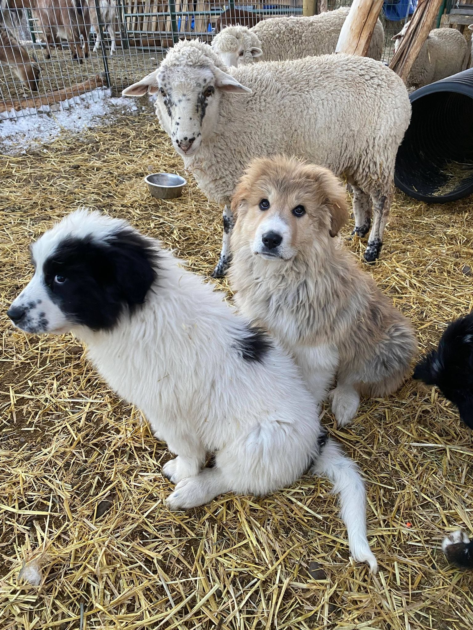 MMC Bastian, MMC Teddy, and Cassie the ewe