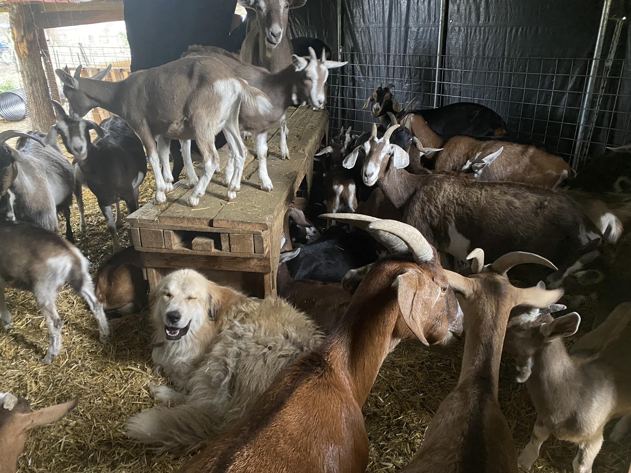 Bastian and goats during a rainstorm