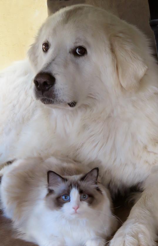 The First CMD - Caspian