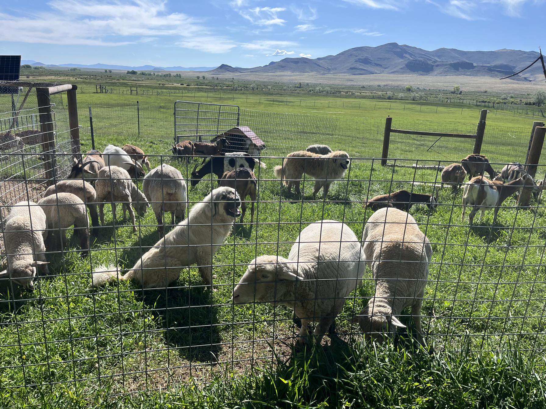 MMC Reishi and MMC Bastian chillin' with the mixed herd