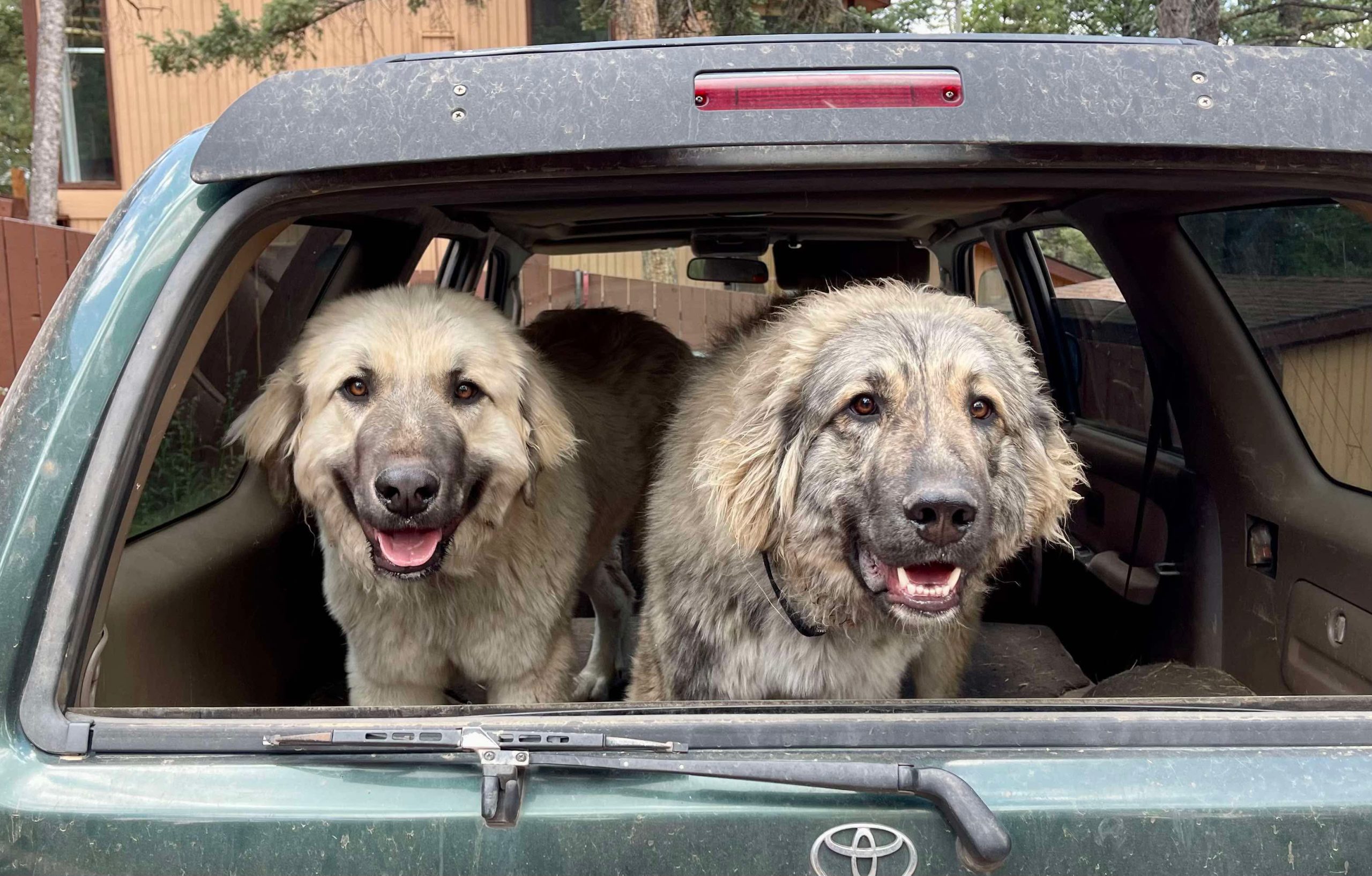 MMC Tuiren and MMC Yukee going to work - they routinely accompany her to the jobsite